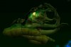 No, it's the Gene Worm!.JPG