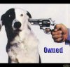 dog own copy.jpg