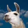 lama.jpg
