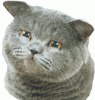 1102654432118.gif
