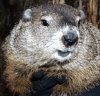 groundhog.jpg