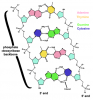 557px-DNA_chemical_structure.png
