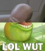 facewut.JPG