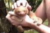 animal_sloth3.JPG