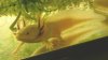 axolotl.jpg