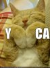 funny-pictures-ymca-cat.jpg