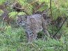 kodkod-cat-1[15].jpg